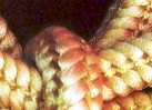 �v���̊�����̔���